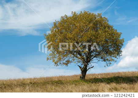 Lonely autumn tree and beautiful clouds 121242421