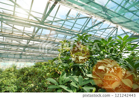 Green plants in hothouse, luminous with sunlight. Photosynthesis in plants 121242443