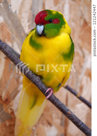 Parrot with yellow, red and green feathers sits on branch 121242447
