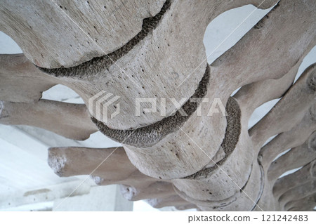 Big grey skeleton of big blue whale. Whale spine. Real whale bones. Balaenoptera Big grey skeleton of big blue whale. Whale spine. Real whale bones. Balaenoptera 121242483