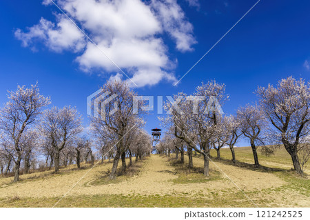 Almond tree orchard in Hustopece, South Moravia, Czech Republic Almond tree orchard in Hustopece, South Moravia, Czech Republic 121242525