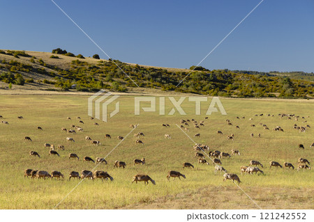 Herd of sheep near Millau, Occitanie, Departement Aveyron, France 121242552