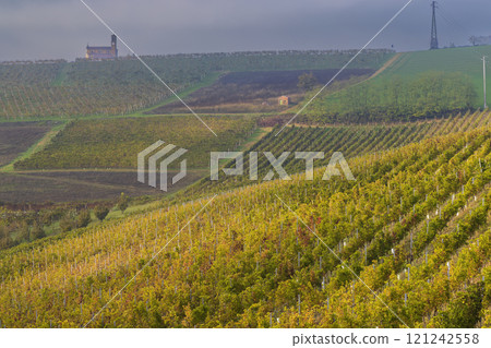Typical vineyard near Cascina Montalbera and Montemagno Monferrato, Castagnole Monferrato, Piedmont, Italy Typical vineyard near Cascina Montalbera and Montemagno Monferrato, Castagnole Monferrato, Piedmont, Italy 121242558