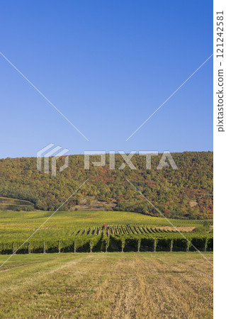 Autumn vineyard near Tokaj town, Tokaj region, Great Plain and North, Hungary Autumn vineyard near Tokaj town, Tokaj region, Great Plain and North, Hungary 121242581