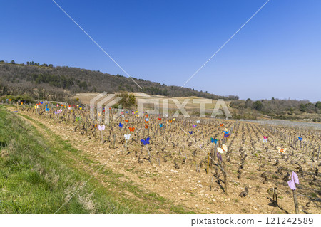 butterflies in a vineyard in Burgundy, France 121242589