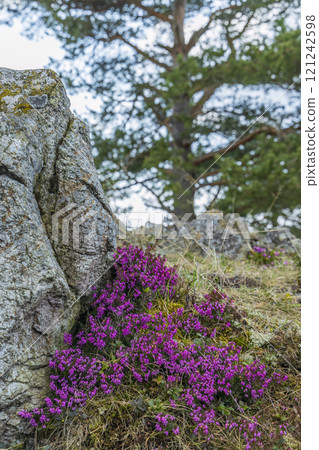 Krizky National Natural Monument, Western Bohemia, Czech Republic 121242598