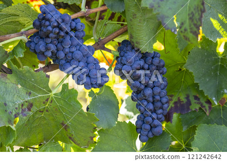 Blue grapes Pinot Noir in autumn vineyard, Southern Moravia, Czech Republic Blue grapes Pinot Noir in autumn vineyard, Southern Moravia, Czech Republic 121242642