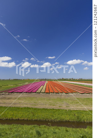 Field of tulips near Alkmaar, The Netherlands 121242667