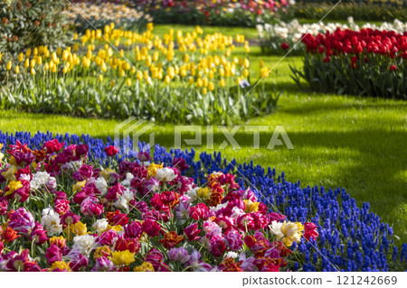 Keukenhof flower garden - largest tulip park in world, Lisse, Netherlands 121242669