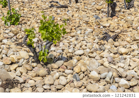 Typical vineyard with stones near Chateauneuf-du-Pape, Cotes du Rhone, France 121242831