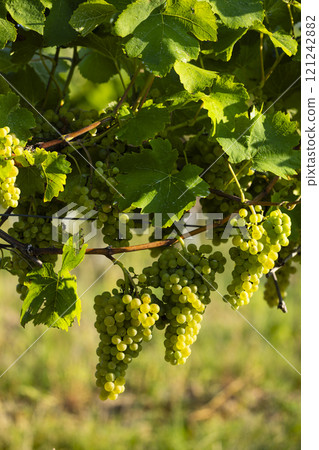 Vineyard with Hibernal near Cejkovice, Southern Moravia, Czech Republic Vineyard with Hibernal near Cejkovice, Southern Moravia, Czech Republic 121242882