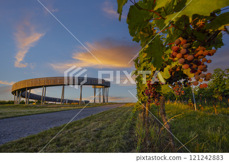 Trail above the vineyards lookout point, Kobyli vrch, Kobyli, Southern Moravia, Czech Republic Trail above the vineyards lookout point, Kobyli vrch, Kobyli, Southern Moravia, Czech Republic 121242883