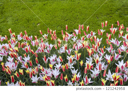 Keukenhof flower garden - largest tulip park in world, Lisse, Netherlands 121242958