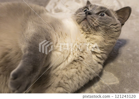 A playful grey kitten is lying on its back on a soft surface, looking up with big, curious eyes. The kitten's soft fur and relaxed pose make for a heartwarming image. 121243120