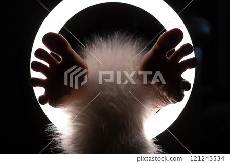 female legs with an animal tail in close-up in a round lamp. the concept of quadrobing and grooming.foot fetishism 121243534