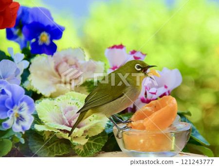 A white-eye eating at a bird feeder in front of a small flower bed. A white-eye eating at a bird feeder in front of a small flower bed. 121243777