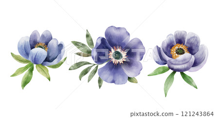 Watercolor anemone flowers in shades of purple with green leaves, on white background Watercolor anemone flowers in shades of purple with green leaves, on white background 121243864
