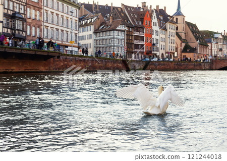 Scenery serene view white swan  spreads wings canal river Rhine Strasbourg La Petite France district neighborhood against historic half-timbered building. Scenic European cityscape wildlife harmony 121244018