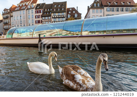 Scenery serene view swan glides across canal river Rhine in Strasbourg La Petite France district neighborhood against historic half-timbered building. Scenic European cityscape and wildlife harmony 121244019