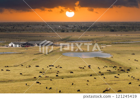 Organic milk and beef production. Free range cows grazing on farm pasture at rural farmstead. Feeding of cattle on farmland grassland 121245419