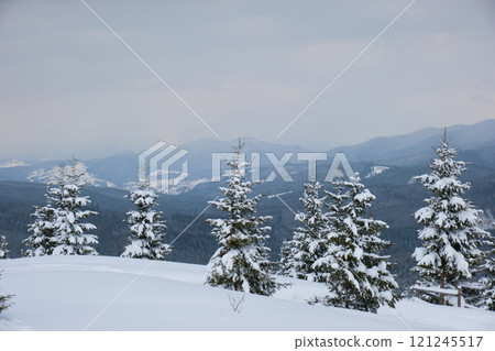 Moody landscape with pine trees covered with fresh fallen snow in winter mountain forest in cold gloomy evening. Moody landscape with pine trees covered with fresh fallen snow in winter mountain forest in cold gloomy evening. 121245517
