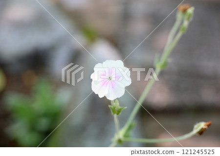Cute flannel flower Cute flannel flower 121245525