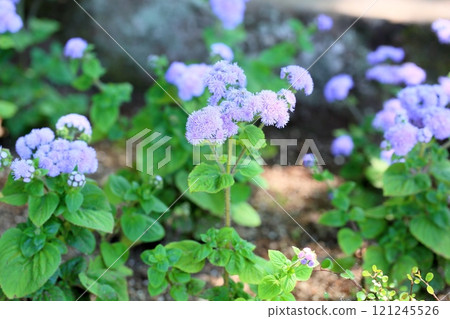 軟藿香花 軟藿香花 121245526