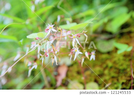 Refreshing saxifrage flower 121245533
