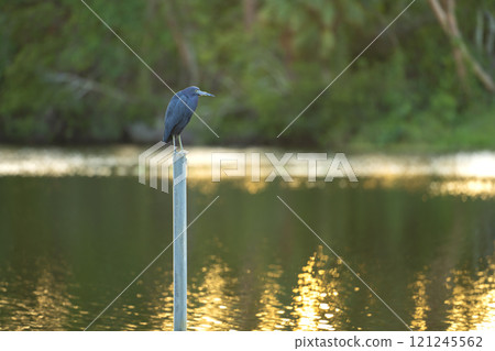 Little blue heron bird perching near lake water in Florida wetland Little blue heron bird perching near lake water in Florida wetland 121245562