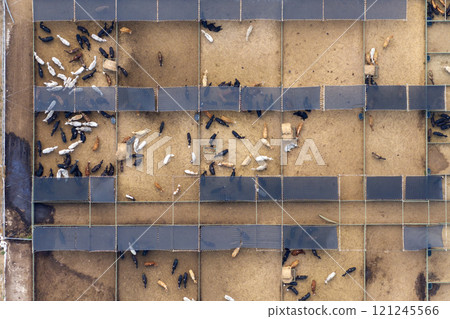 Large stockyard with meat cows. Feeding of cattle on farm feedlot in countryside area 121245566