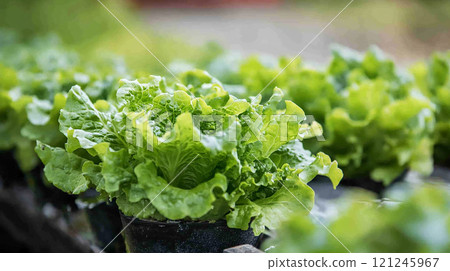 萵苣特寫鏡頭 萵苣特寫鏡頭 121245967