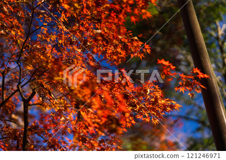 成田山公園 - 色彩繽紛的紅葉,讓您感受到季節的變化 成田山公園 - 色彩繽紛的紅葉,讓您感受到季節的變化 121246971