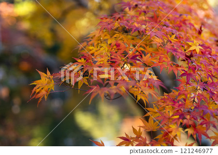 成田山公園 - 色彩繽紛的紅葉，讓您感受到季節的變化 121246977