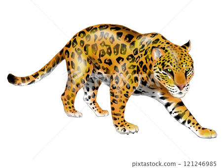 Realistic Jaguar illustration Realistic Jaguar illustration 121246985