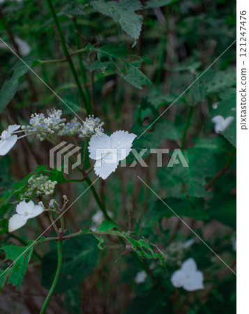 White Hakuji Hydrangea White Hakuji Hydrangea 121247476