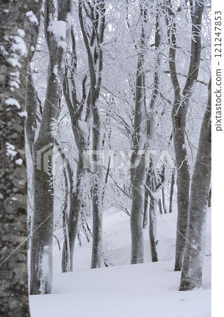 仲冬的山毛櫸林 仲冬的山毛櫸林 121247853