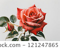 Red rose with gold petals 121247865