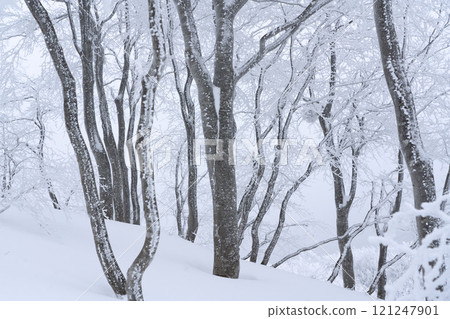 Beech forest in harsh winter 121247901