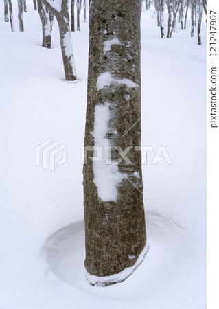 Beech trees in the harsh winter 121247907