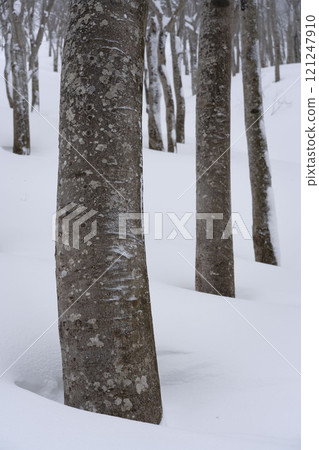 Beech trees in the harsh winter 121247910
