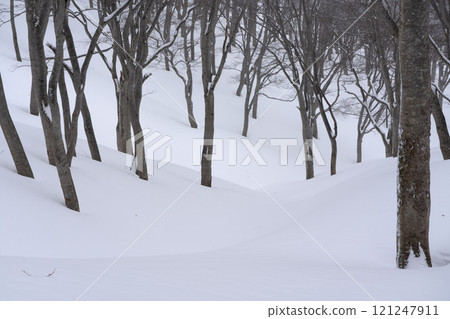 仲冬的山毛櫸林 仲冬的山毛櫸林 121247911