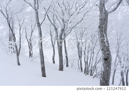 仲冬的山毛櫸林 仲冬的山毛櫸林 121247912