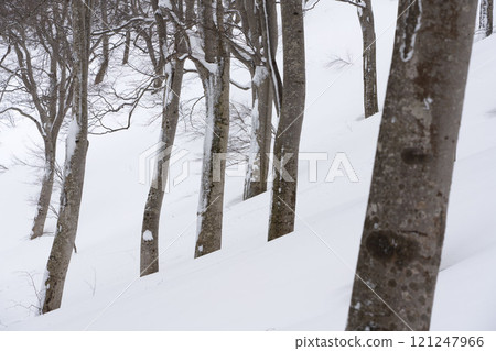 Beech forest in harsh winter Beech forest in harsh winter 121247966