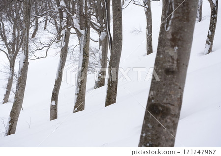 仲冬的山毛櫸林 仲冬的山毛櫸林 121247967