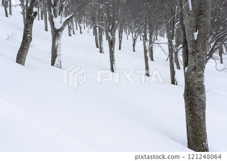仲冬的山毛櫸林 仲冬的山毛櫸林 121248064