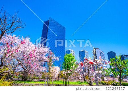 大阪商業園和櫻花 121248117