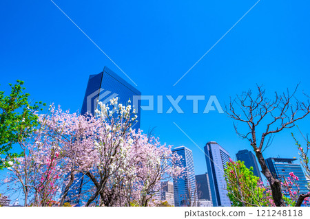 大阪商業園和櫻花 大阪商業園和櫻花 121248118