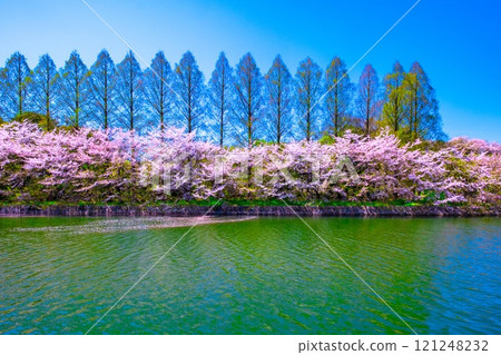 在大阪城公園的櫻花 121248232