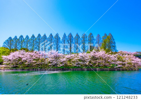 在大阪城公園的櫻花 在大阪城公園的櫻花 121248233