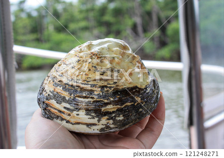 Japan's largest Shirenashijimi butterfly, Iriomote Island 121248271